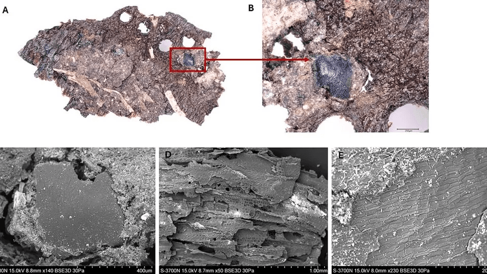 By analyzing microscopic remnants of burnt food left on pots, researchers now think that Stone Age cooks had complex diets, and even recipes. - Lara González Carretero/University of York et al.