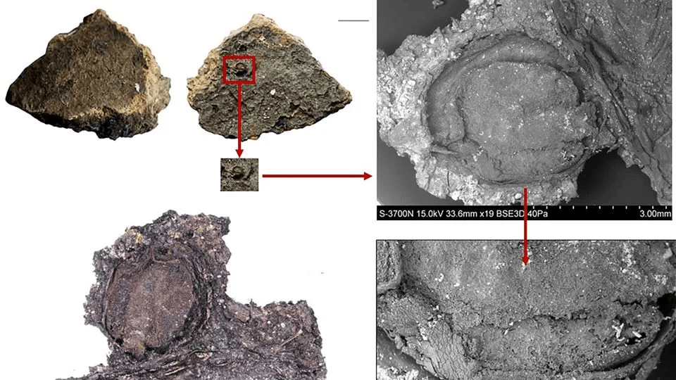 Researchers found that some plants, like the viburnum berry shown above, were popular across regions, and they are still used in the modern day. - Lara González